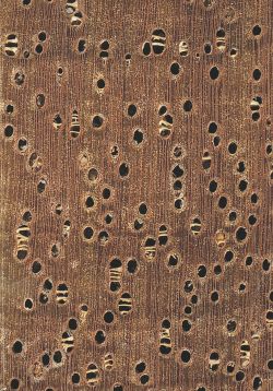 Cedrorana (Cedrelinga cateniformis): Querschnitt (ca. 12x)Querschnitt (ca. 12x)
© Thünen