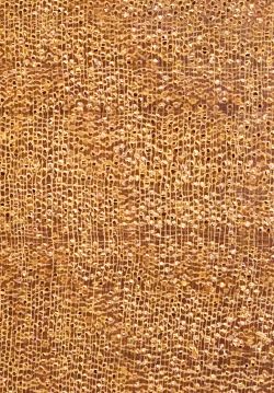 Garapa (Apuleia leiocarpa): Querschnitt (ca. 12x)
© Thünen