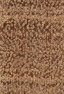 Itaúba (Mezilaurus spp.): Querschnitt (ca. 12x)
© Thünen