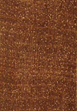 Chakté-viga (Caesalpinia platyloba): Querschnitt (ca. 12x)
© Thünen