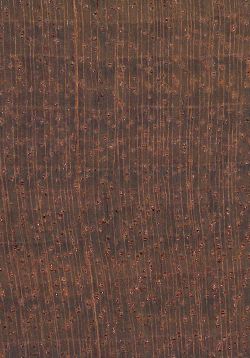 Chechén (Metopium brownei): Querschnitt (ca. 12x)
© Thünen