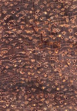 Granadillo (Platymiscium cf. yucatanum): Querschnitt (ca. 12x)
© Thünen