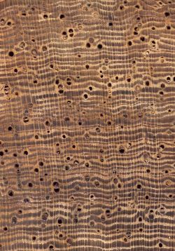 Jabín (Piscidia piscipula): Querschnitt (ca. 12x)
© Thünen