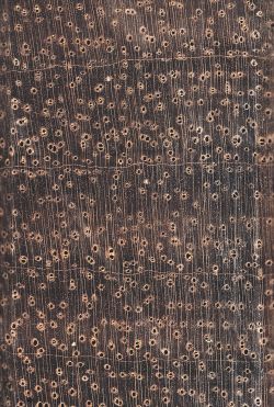 Tzalam (Lysiloma latisiliquum): Querschnitt (ca. 12x)
© Thünen