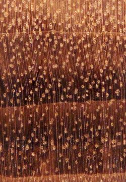 Gonçalo alves (Astronium sp.): Querschnitt (ca. 12x)
© Thünen