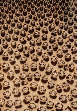 Bambus (Phyllostachys sp.): Querschnitt (ca. 12x)
© Thünen