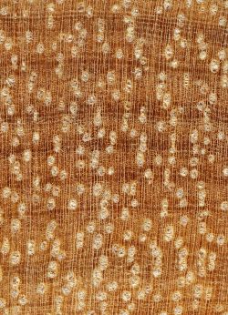 Piquiá (Caryocar glabrum): Querschnitt (ca. 12x)
© Thünen-Institut