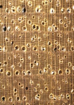 Hickory (Carya alba): Querschnitt (ca. 12x)
© Thünen