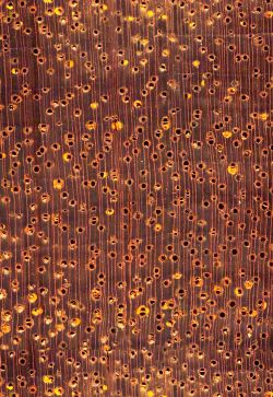 Okan (Cylicodiscus gabonensis): Querschnitt (ca. 12x)
© Thünen