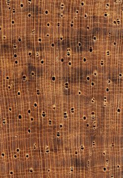 Durian (Durio sp.): Querschnitt (ca. 12x)
© Thünen