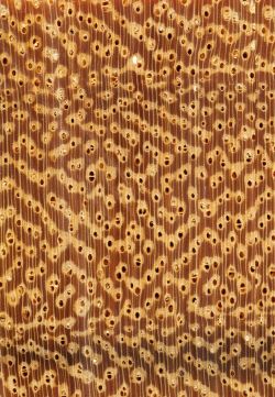 Angelim-pedra (Hymenolobium petraeum): Querschnitt (ca. 12x)
© Thünen