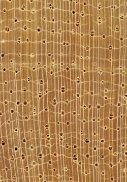 Marupá (Simarouba amara): Querschnitt (ca. 12x)
© Thünen