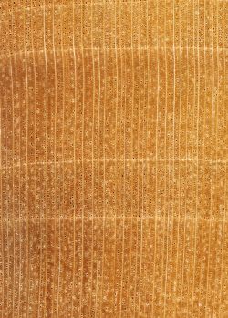 Linde (Tilia platyphyllos): Querschnitt (ca. 12x)
© Thünen