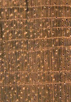 Merpauh (Swintonia sp.): Querschnitt (ca. 12x)
© Thünen