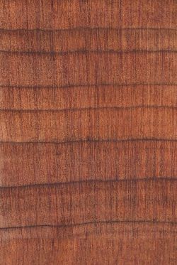 Eastern redcedar (Juniperus virginiana): Querschnitt (ca. 12x)
© Thünen