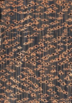 Kempas (Koompassia malaccensis): Querschnitt (ca. 12x)