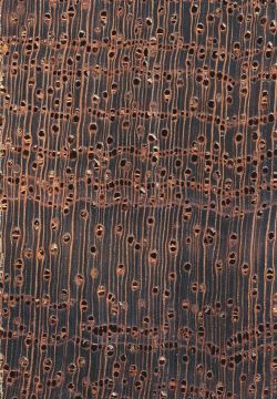 Wallaba (Eperua falcata): Querschnitt (ca. 12x)
© Thünen