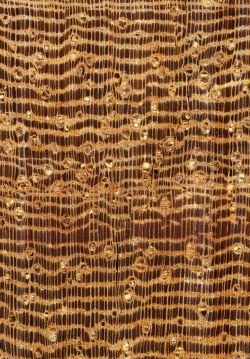 Bacurí (Platonia insignis): Querschnitt (ca. 12x)
© Thünen