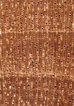 Punah (Tetramerista glabra): Querschnitt (ca. 12x)
© Thünen