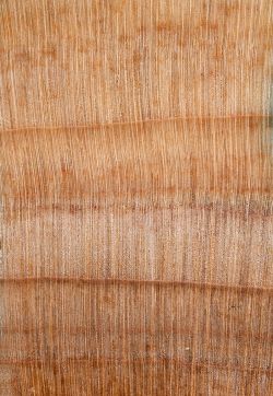 Chinesische Spießtanne (Cunninghamia lanceolata): Querschnitt (ca. 12x)
© Thünen