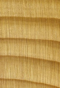 Weißtanne (Abies alba): Querschnitt (ca. 12x)
© Thünen