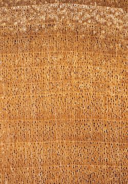 Pappel/Aspe (Populus sp.): Querschnitt (ca. 12x)
© Thünen