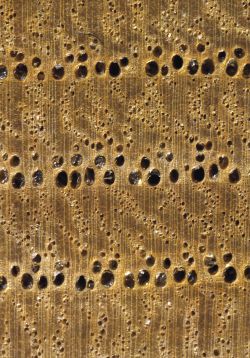 Edelkastanie (Castanea sativa): Querschnitt (ca. 12x)
© Thünen