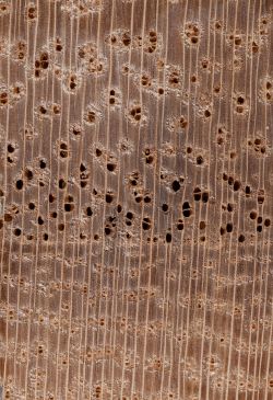 Kiri (Paulownia tomentosa): Querschnitt (ca. 12x)
© Thünen