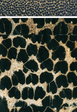 Black palm (Iriartea deltoidea): oben Querschnitt einer Lamelle (natürliche Größe); unten Querschnitt blockverleimt (ca. 10x)
© Thünen