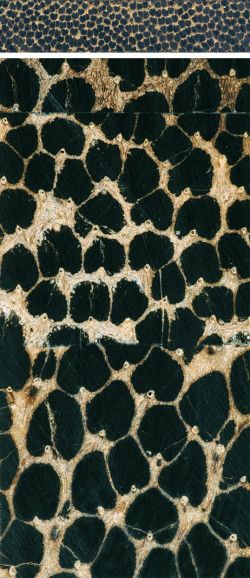 Black palm (Iriartea deltoidea) – Querschnitt einer Lamelle in natürlicher Größe (oben); etwa 10-fach vergrößert, blockverleimt (unten)
© von-Thünen-Institut