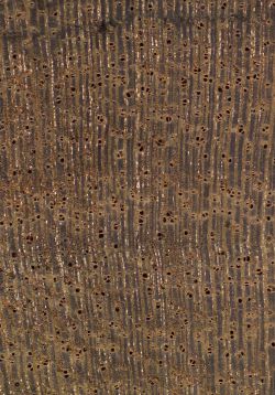 Ziricote (Cordia dodecandra): Querschnitt (ca. 12x)
© Thünen