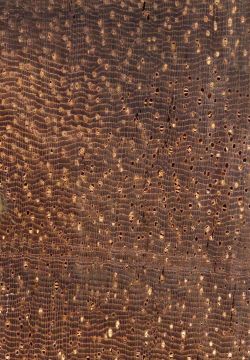 Katalox (Swartzia cubensis): Querschnitt (ca. 12x)
© Thünen