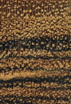 Barcino (Cordia elaeagnoides): Querschnitt (ca. 12x)
© Thünen