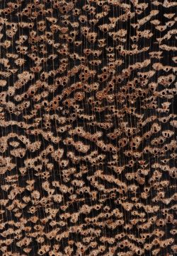 Wacapou (Vouacapoua americana) -  Querschnitt ca. 10x
© Thünen-Institut