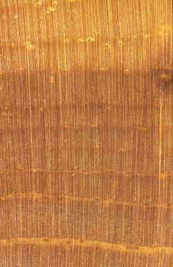 Zirbelkiefer (Pinus cembra): Querschnitt ca. 10x
© von-Thünen-Institut