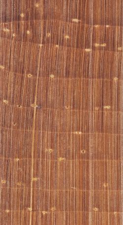 Soft Pines (Pinus strobus) -Querschnitt ca. 10x
© Thünen-Institut