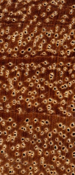 Tanimbuca (Terminalia spp.): Querschnitt (ca. 10x)
© Thünen-Institut