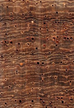 Muninga (Pterocarpus angolensis): Querschnitt (ca. 10x)
© Thünen