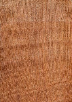 Elsbeere (Torminalis glaberrima): Querschnitt (ca. 10x)
© Thünen-Institut