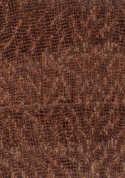 Mukulungu (<i>Autranella congolensis</i>): Querschnitt (ca. 10x)
© Thünen